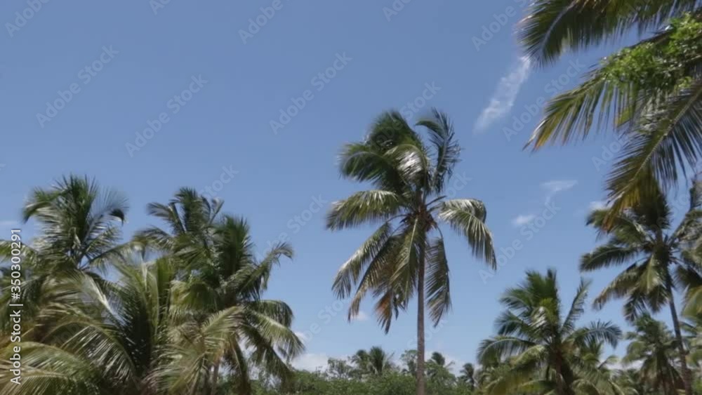 A blowing wind through some Coconut trees A blowing wind through some Coconut trees