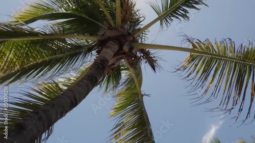 Downview of a Coconut tree swinging with the wind photo