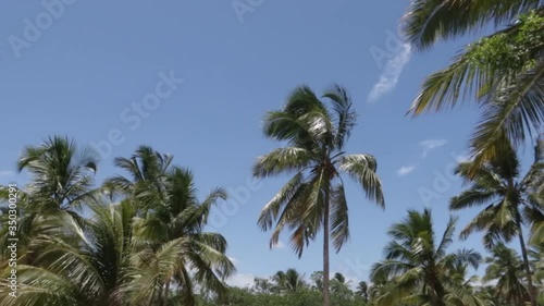 Wallpaper Mural  A blowing wind through some Coconut trees  Torontodigital.ca