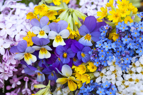 Spring floral background  card  daisies  pansies  forget-me-nots  primroses  dandelions and bird cherry.