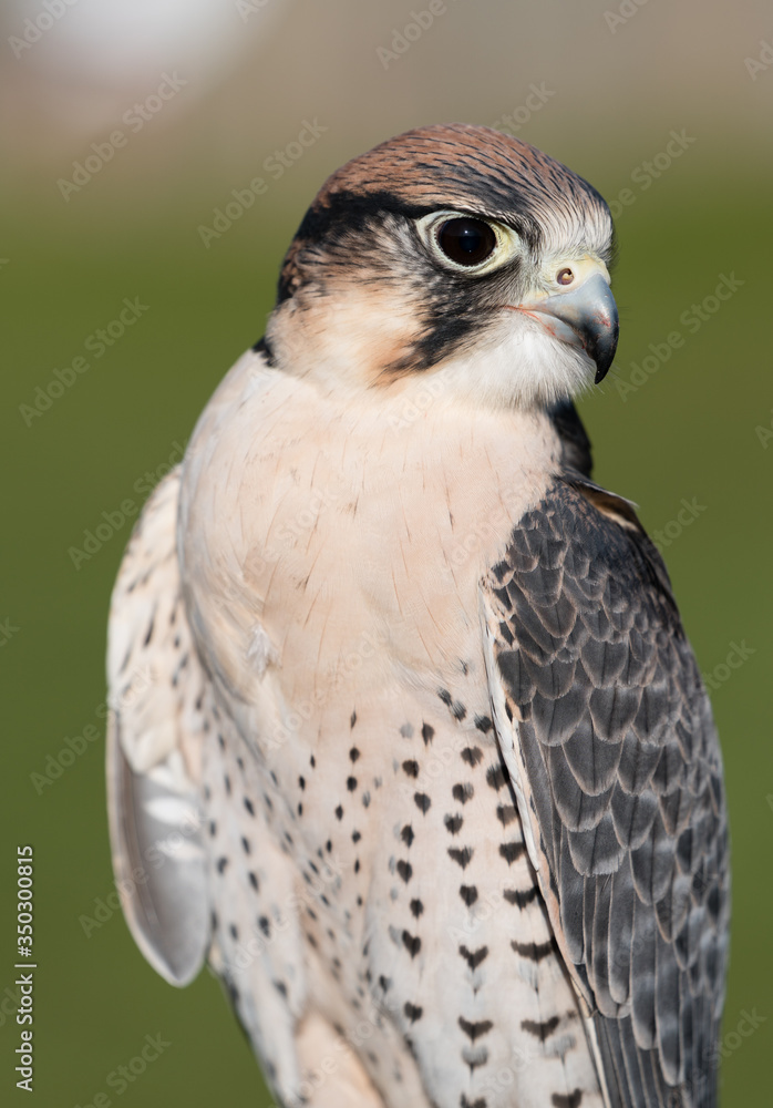 Fototapeta premium Bird of Prey Keenly Gazing
