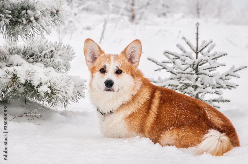 Red welsh corgi sitting in the snow on a background of trees