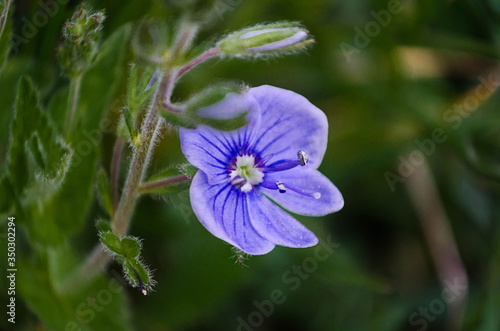 Speedwell is outdoor  in the garden.