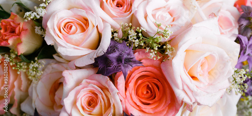 Romantic background  delicate cream pink roses flowers close-up.