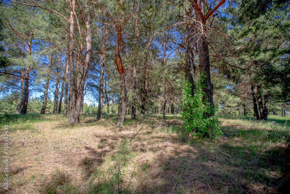 edge of a pine forest on a summer sunny day edge of a pine forest on a summer sunny day
