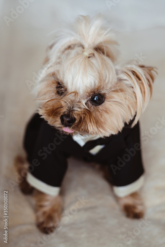 A small Yorkshire Terrier sitting on a bed in the elegant dog clothes.