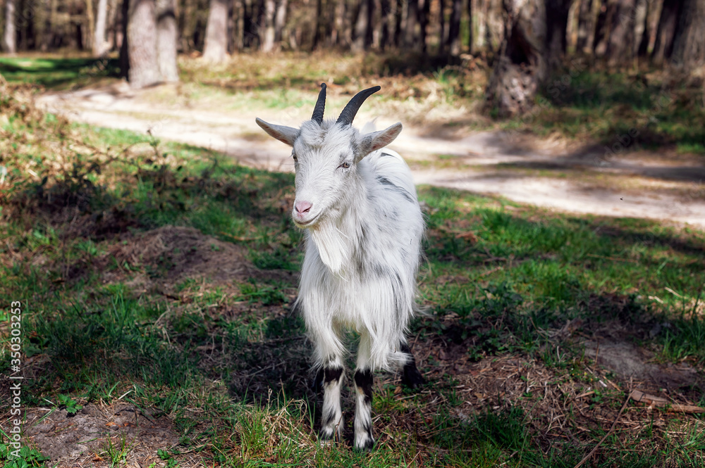 White goat grazes in the forest on a sunny day. Domestic horned goat.