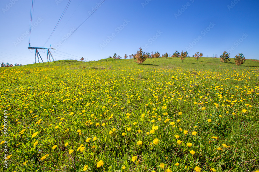Fototapeta premium meadow on a hillside overgrown with yellow dandelions on a sunny summer day