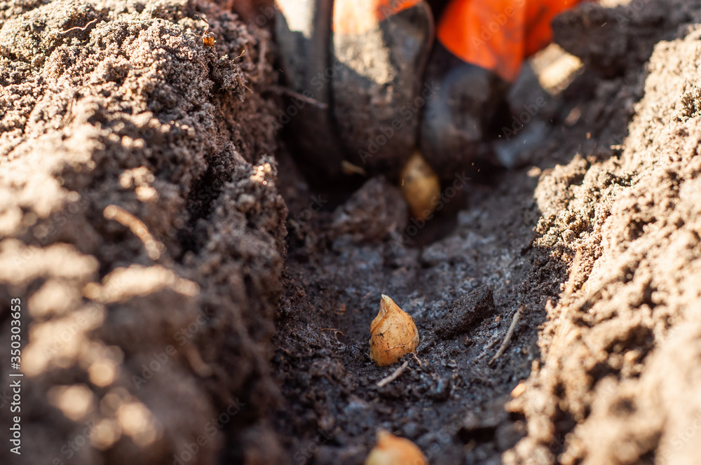 Bulb planted in the ground in a trench spilled with water. Bulb planted in the ground in a trench spilled with water.