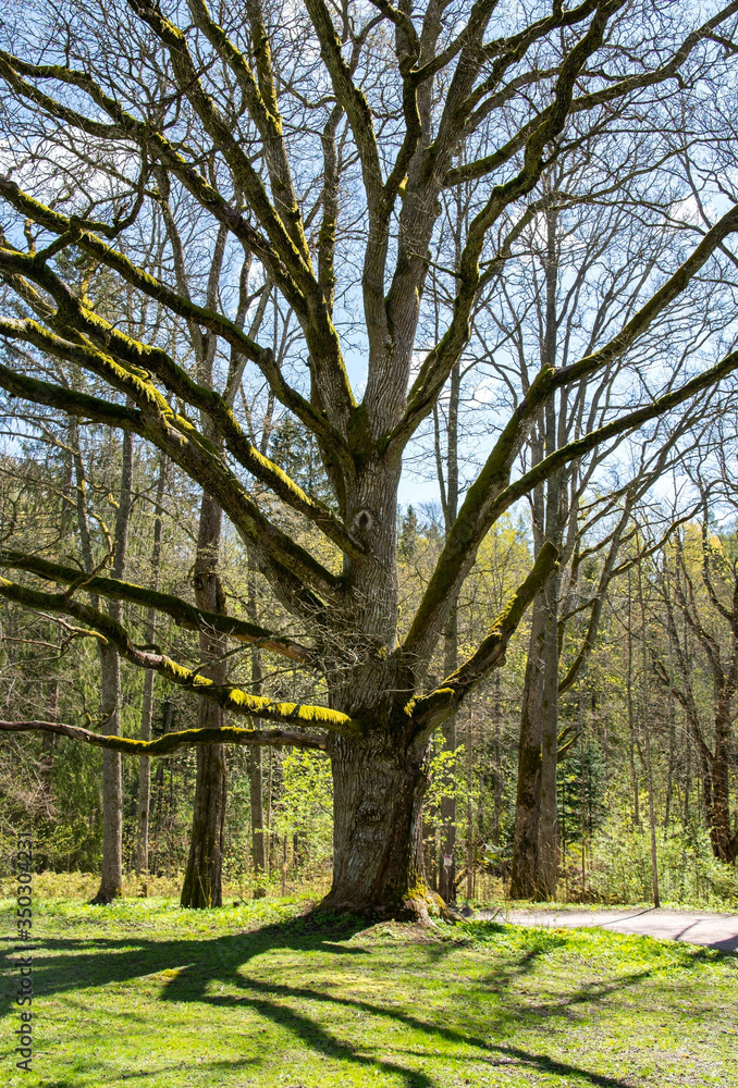 Old oak tree growing in Traskanda Manor (Aurora Park), Espoo, Finland