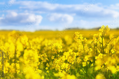 Yellow rapeseed field against blue sky background. Blooming canola flowers. © juliasudnitskaya