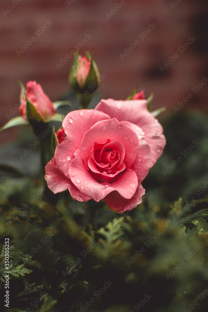 pink rose in garden pink rose in garden