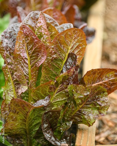 red romaine lettuce