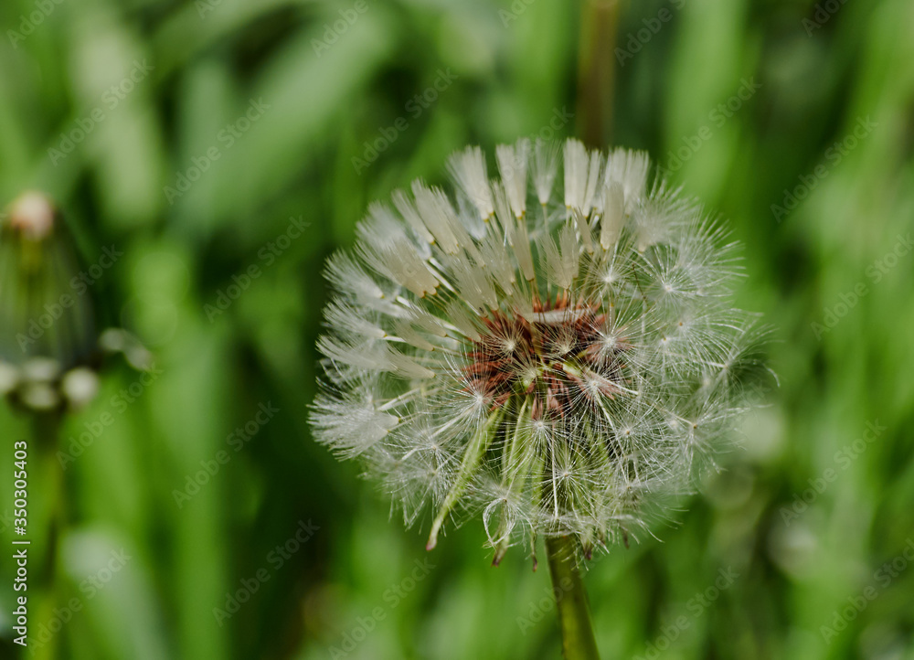 blooming dandelion flower on a background of green grass blooming dandelion flower on a background of green grass