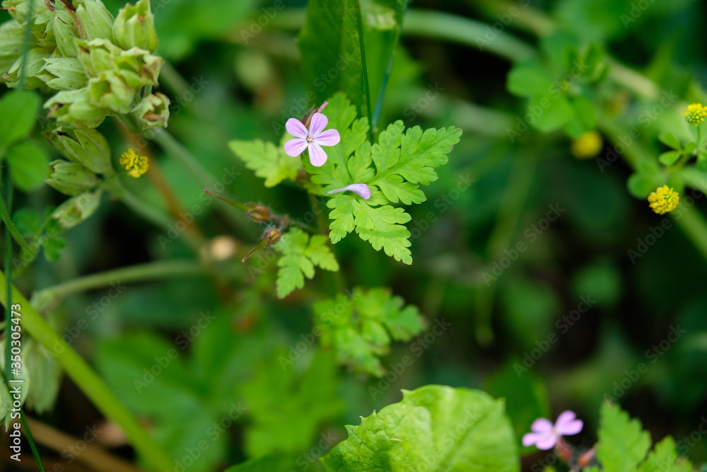 Pink flowers isolated in the nature on green bokeh background Pink flowers isolated in the nature on green bokeh background