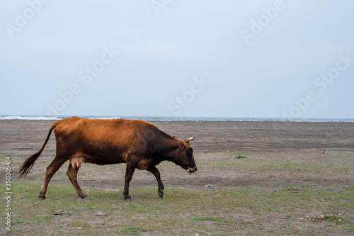 brown cow on the Black Sea coast of Poti, Georgia © k_samurkas