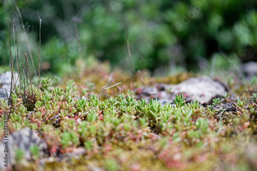 Moss covered with succulents on bokeh background