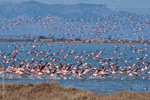 flamencos rosas volando en la bahia del delta del ebro photo