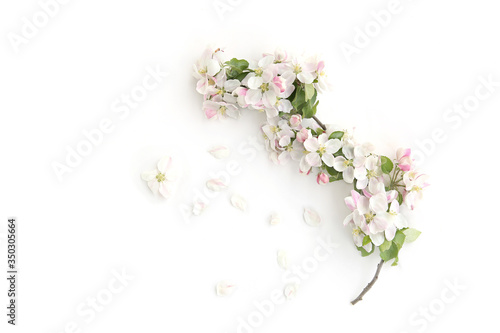 Branch with blossoms isolated on white background. White spring apple tree flowers branch..