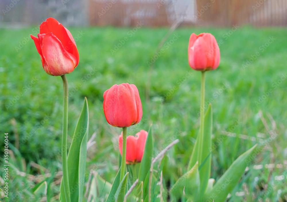 Obraz premium Red tulips on a background of juicy bright grass, greenery. Blooming tulips