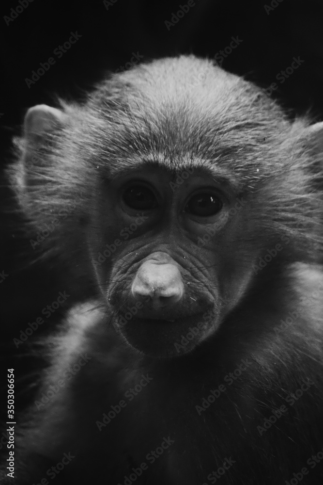 monkey head-shot monkey head-shot