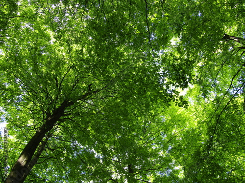 Walk in the forest just in time to see new fresh green beech. The woods doesn t get any greener than this