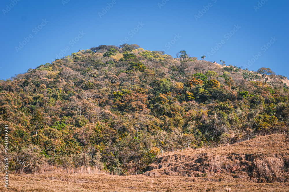mountain with dry trees
