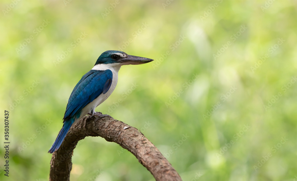 Beautiful Collared kingfisher (Todiramphus chloris) eoxotic white and blue bird perching on wooden branch over fine green background, fascinated nature. Bird in a nature wild