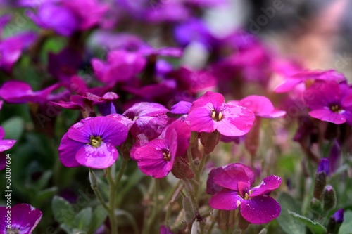 violet flowers in the garden