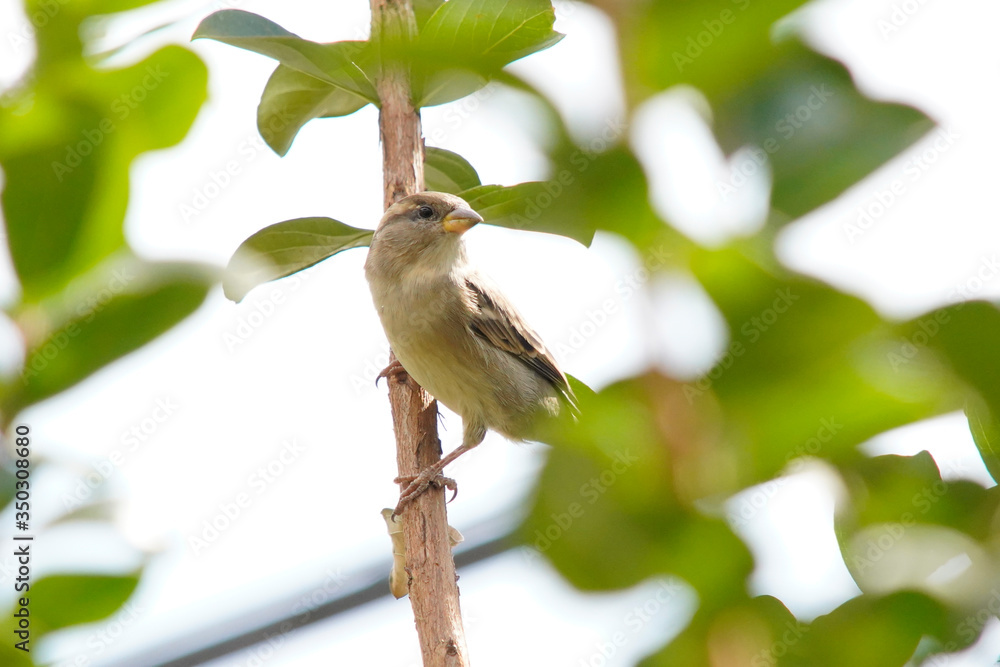 Obraz premium House Sparrow bird on a branch