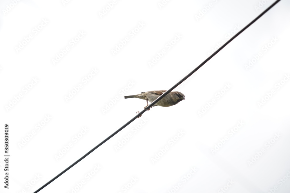 Fototapeta premium House Sparrow bird on a branch