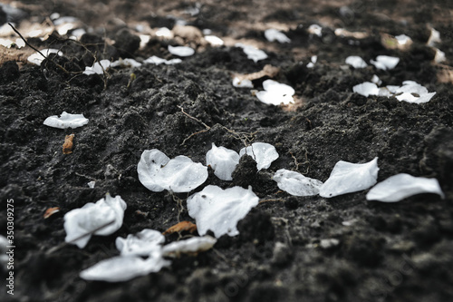 Fallen apple tree flowers petals lie on the ground. Concept: no harvest due to heavy rains and wind that broke the inflorescences. Brown texture of earth with scattered white petals of apple tree.