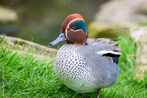 Eurasian teal closeup (Anas crecca), Common teal	 photo