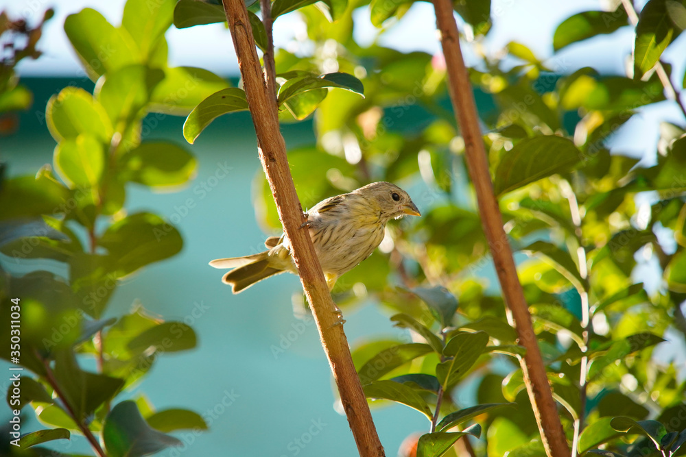 Fototapeta premium Sicalis flaveola bird on a branch