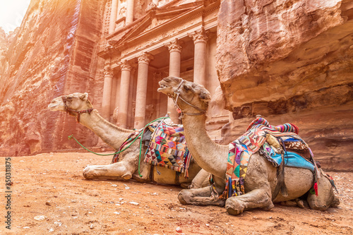 Camel rests near Al Khazneh in Jordan, Petra