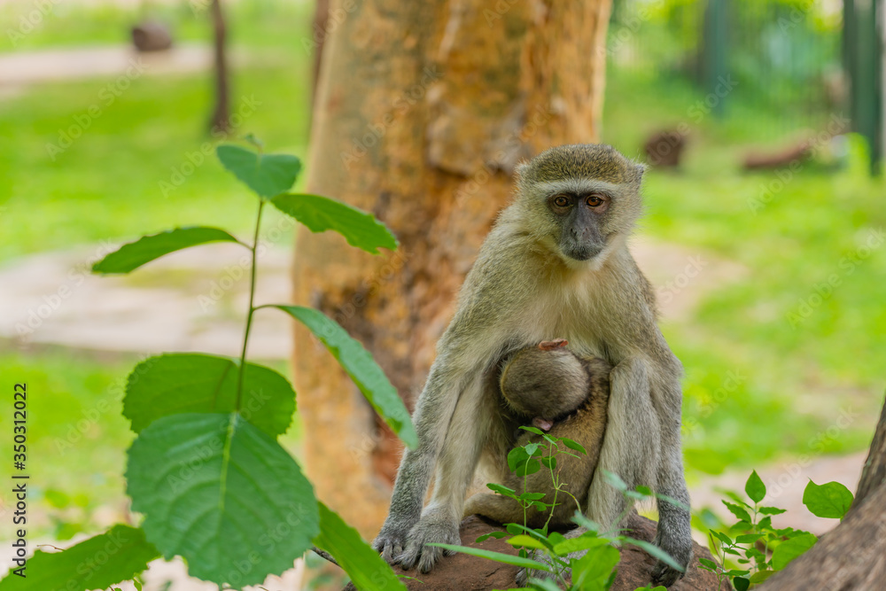 Obraz premium Velvet Monkey, mother with baby sitting on a bransh
