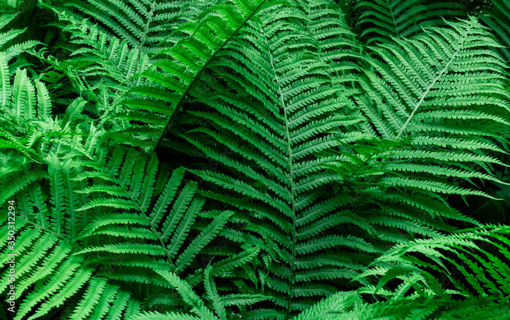 Tropical Green Leaves Fern Nature background close-up bush UFO