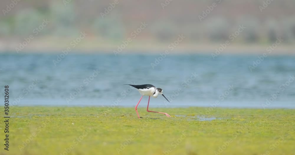 Black-winged stilt or Himantopus himantopus walk in the pond Black-winged stilt or Himantopus himantopus walk in the pond