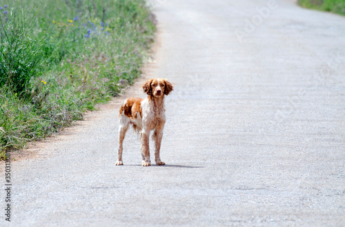 Breton dog on the road path