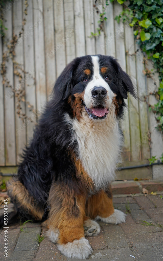 Large and fluffy Bernese Mountain Dog sitting on the patio wooden fence in the background. 