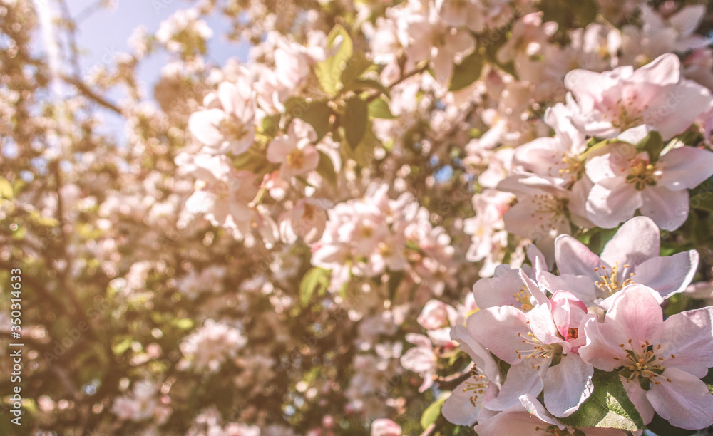 Naklejka premium Cherry blossom tree white pink blooming flowers as spring summer floral botanical outdoor 