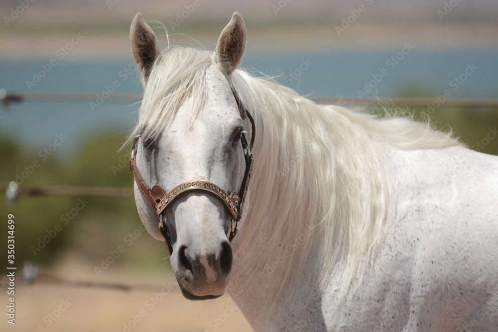 Garañones, Sementales Cuarto de milla AQHA Garañones, Sementales Cuarto de milla AQHA