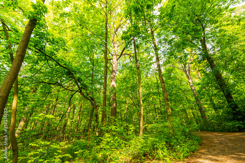 Thick green foliage of the forest in spring season. Path full of brown fallen leaves, tall trees, long branches and big green leaves in trees decorate a beautiful landscape scene.