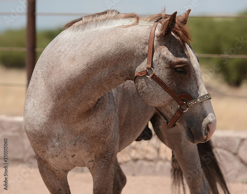 Garañones, Sementales Cuarto de milla AQHA