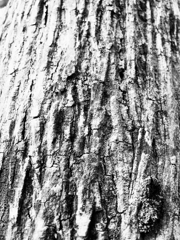 Fototapeta premium Old plank wooden wall background. The texture of old wood. Weathered piece of wood. Image includes a effect the black and white tones