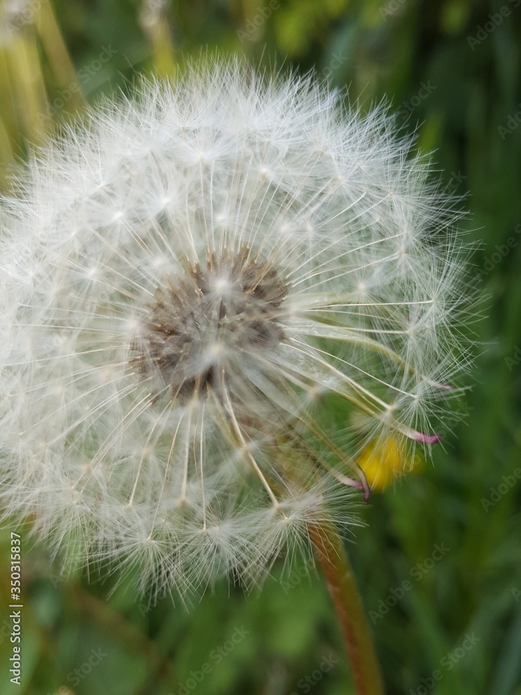 dandelion seeds on green dandelion seeds on green
