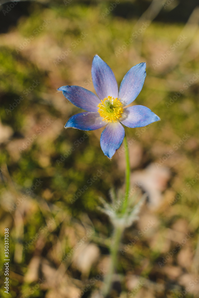 Spring blue crocus in the grass in the forest close-up Spring blue crocus in the grass in the forest close-up