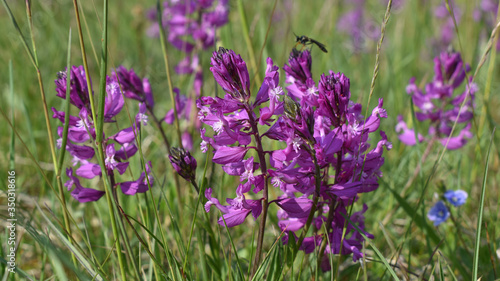 Schopfige Kreuzblume  Polygala comosa  dichte  rosa Bl  te  Gru  karte und Hintergrund