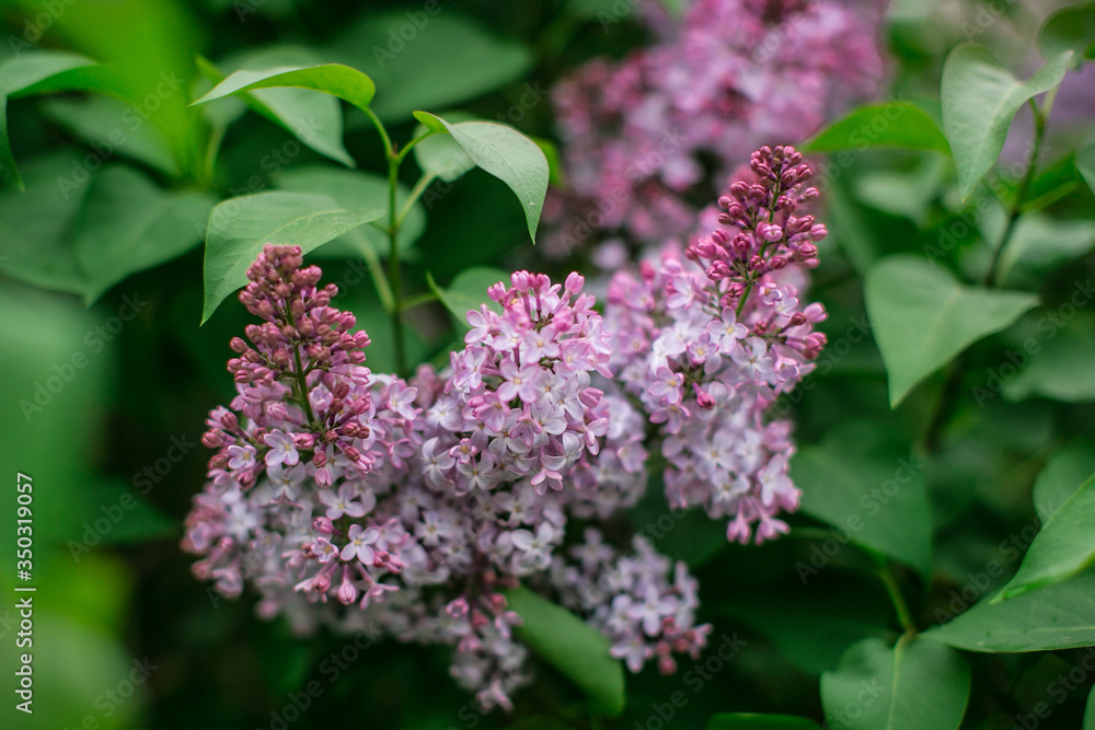 A branch with spring flowers of lilac, against a background of green foliage. Selective focus macro shot with shallow DOF A branch with spring flowers of lilac, against a background of green foliage. Selective focus macro shot with shallow DOF