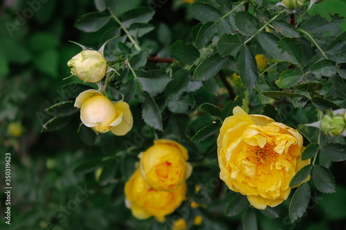 Beautiful bush of yellow tea rose. background